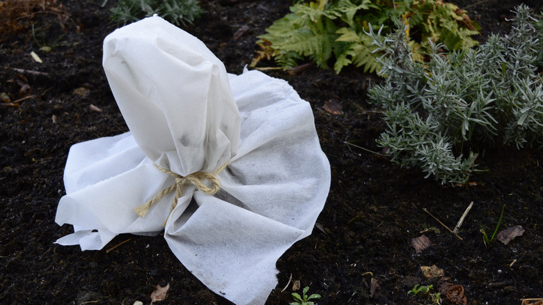 Towel draped over a frost-sensitive rose bush