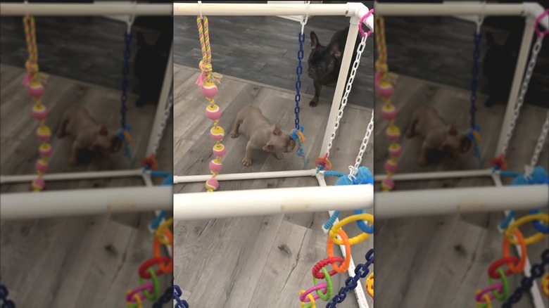 Puppy playing with DIY pipe jungle gym with hanging dog toys