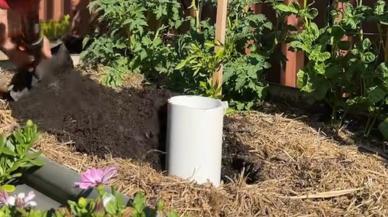 White PVC pipe being buried in garden mulch as compost holder for worms
