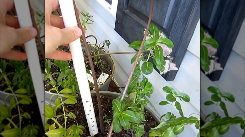 Man inserting PVC pipe self-watering garden stake into container garden