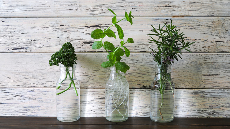 Rooting herbs in water-filled jars on kitchen counter