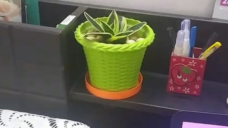 Plastic lid repurposed as a drip catcher for a plant pot