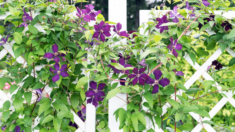 Climbing flowering plant on a lattice trellis