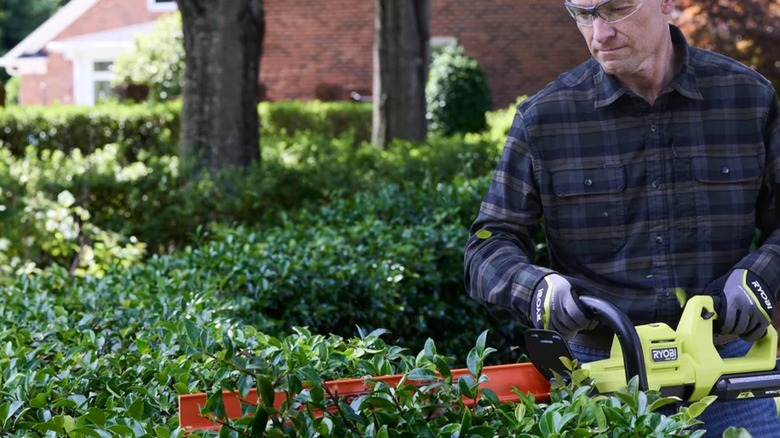 Person trimming hedge with Ryobi 40V brushless hedge trimmer