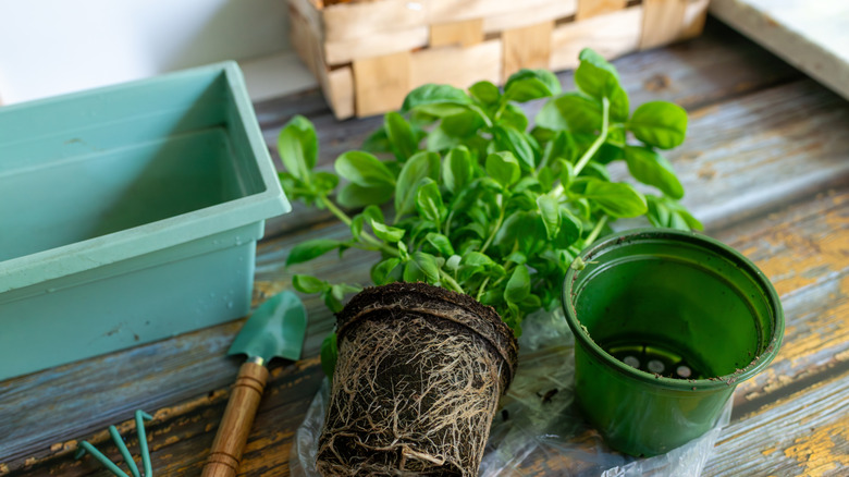 A basil plant lying next to an empty container and garden tools