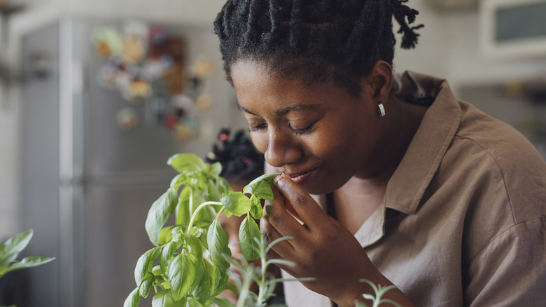 A woman and and her daughter take in the scent of an indoor basil plant
