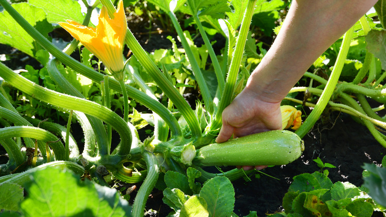 Hand plucking a green zucchini from a garden
