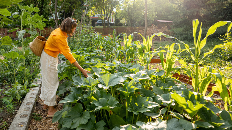 A person touching the leaves of a thriving zucchini plant