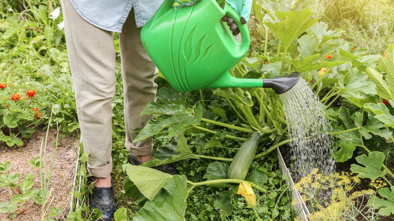 Gardener watering zucchini plant in their garden