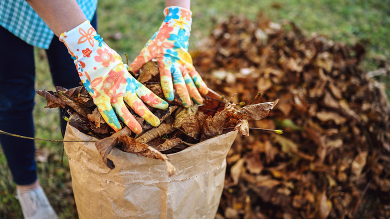 Person collecting fall leaves in compost bag.