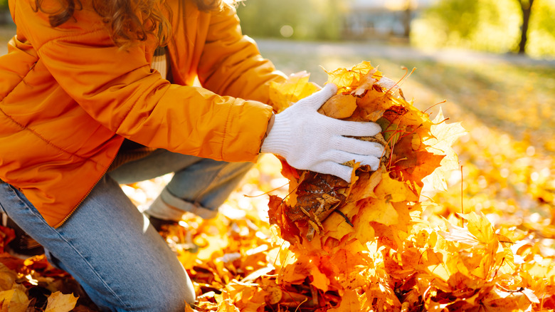 Person picking up fall leaves.