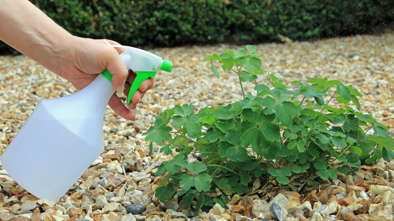 handheld spray bottle spraying a weed in gravel