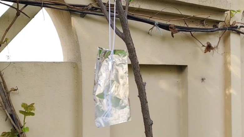 A strip of aluminum foil hanging from a branch