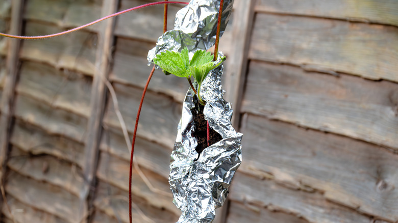 Foil wrapped around plant stems