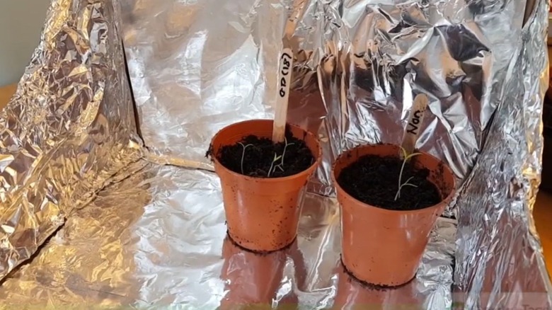 Two plants inside a homemade light box with foil