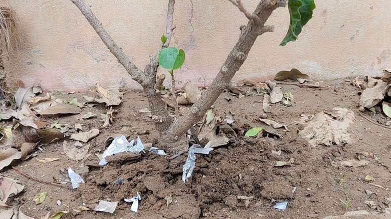 Shredded aluminum foil spread like mulch