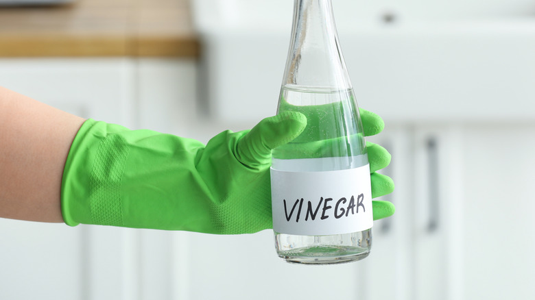 Gloved hand holding bottle of white vinegar.