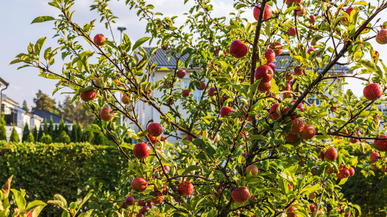 Apple tree in yard