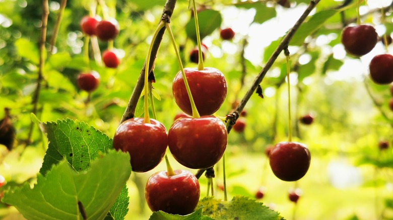 Ripe cherries hanging from a branch