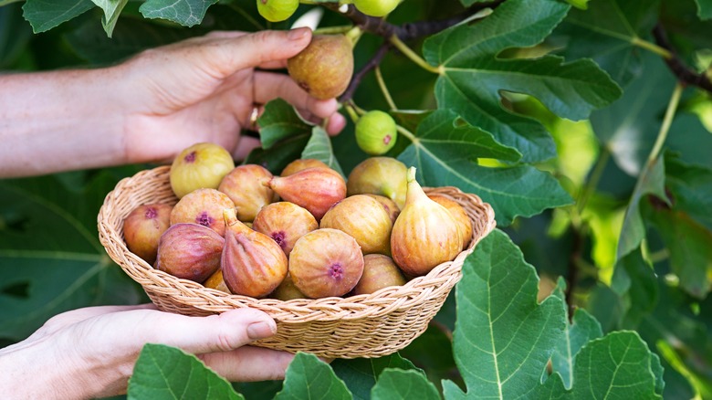 Hands harvesting figs from a tree