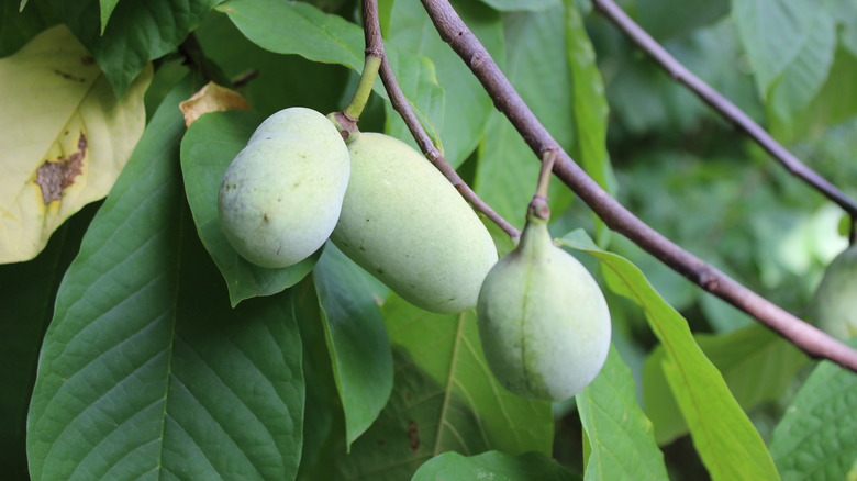 Ripening pawpaws on tree