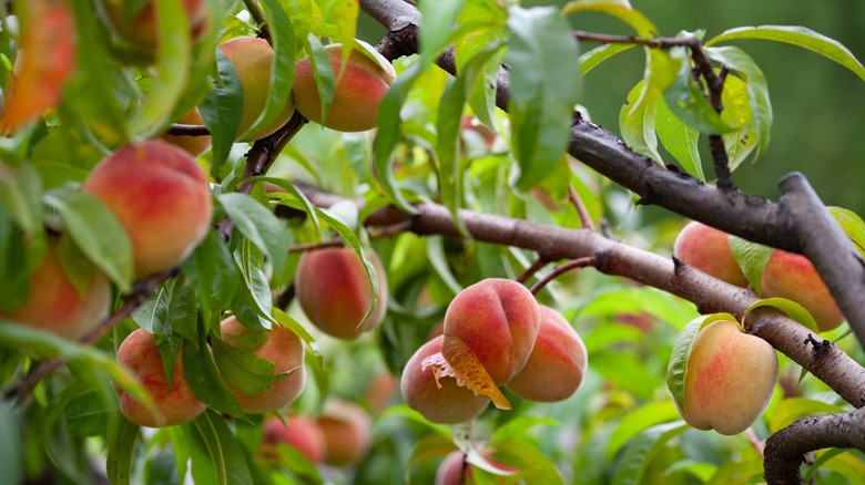 Ripe peaches on a tree