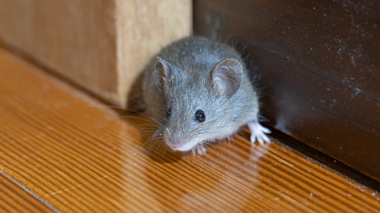 mouse on wood floor beside a wall