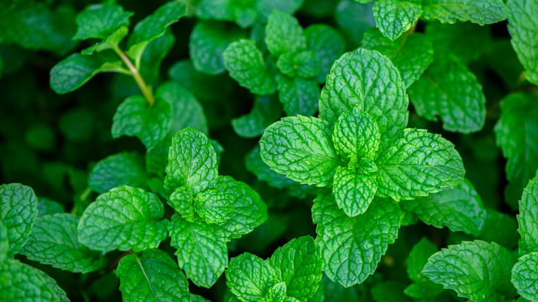 closeup shot of fresh peppermint plants