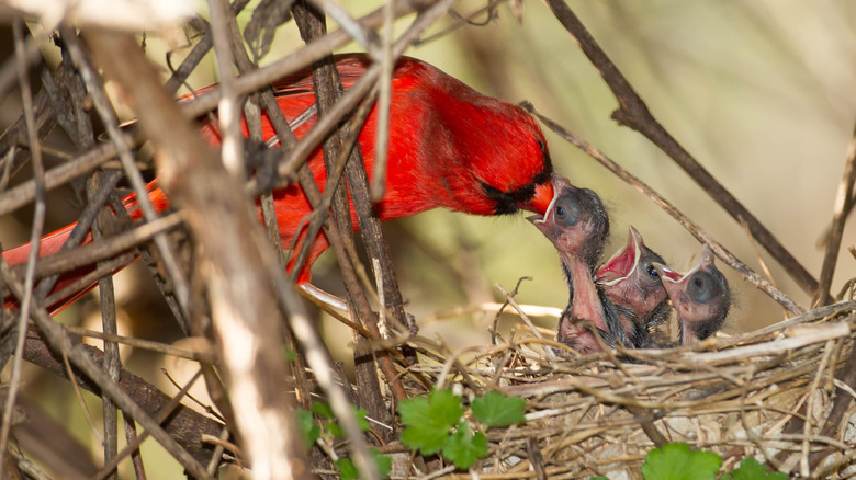 A cardinal feeding its chicks in a nest