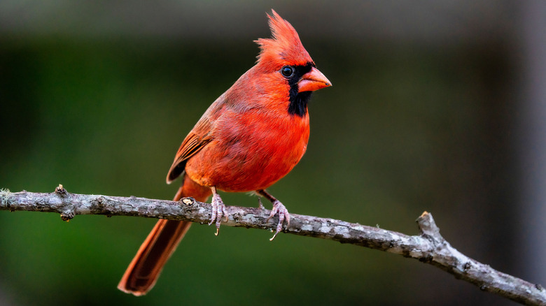 A northern cardinal on branch