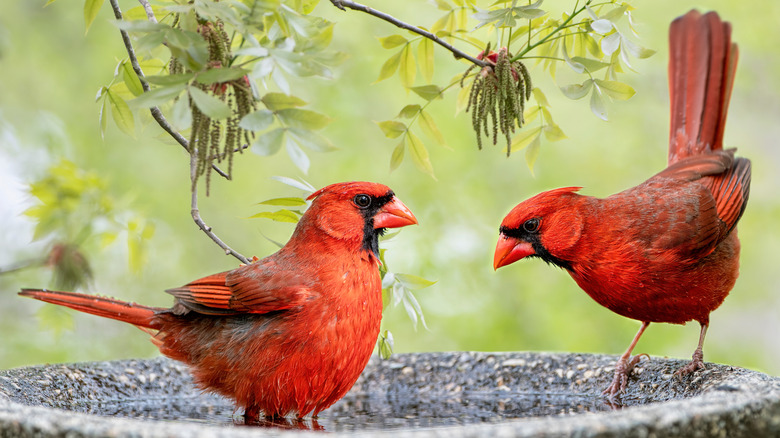 A pair of cardinals in a birdbath