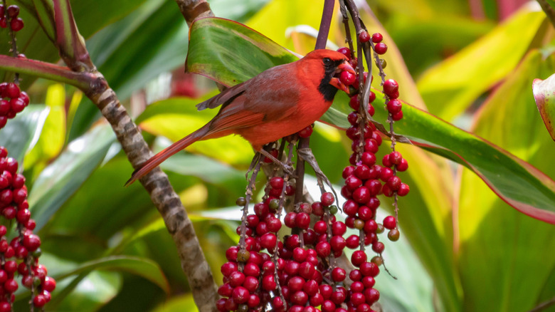 A cardinal eating a berry on a berry bush