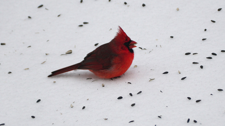 A cardinal eating sunflower seeds in snow