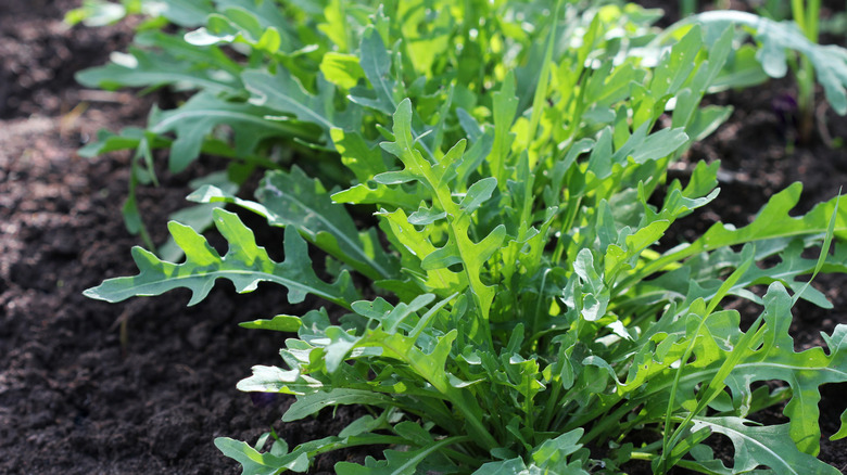 Arugula plant in soil