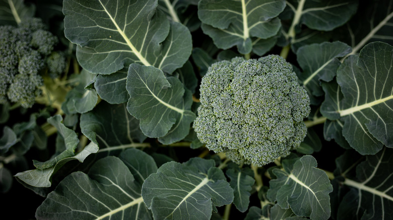 Broccoli head and leaves in soil