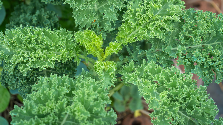 Large kale in garden bed