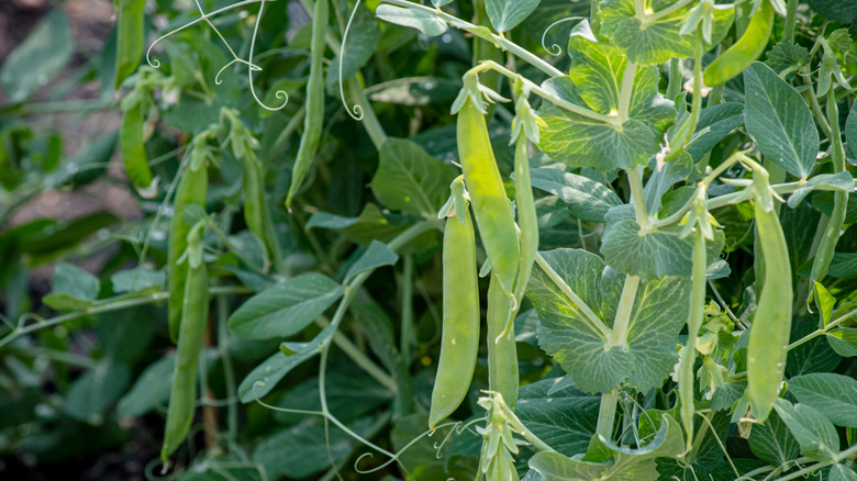 Snow peas on vine