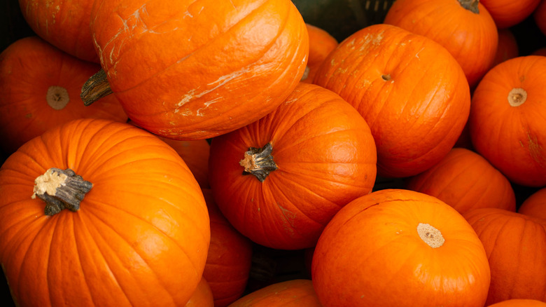 Pumpkins in a pile