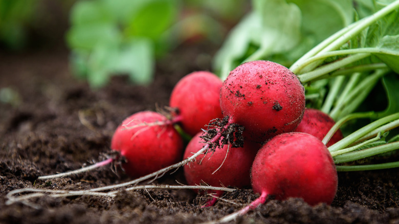 Radish bulbs in garden soil