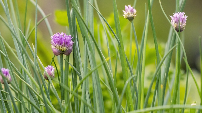 Flowering chives growing in a garden