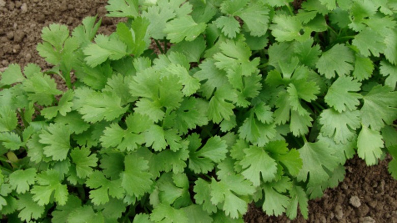 Cilantro plants growing in a garden