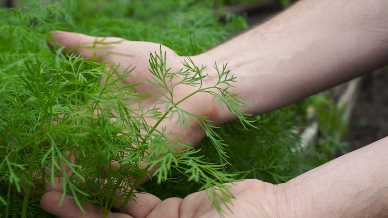 Woman displaying a sprig of fresh dill