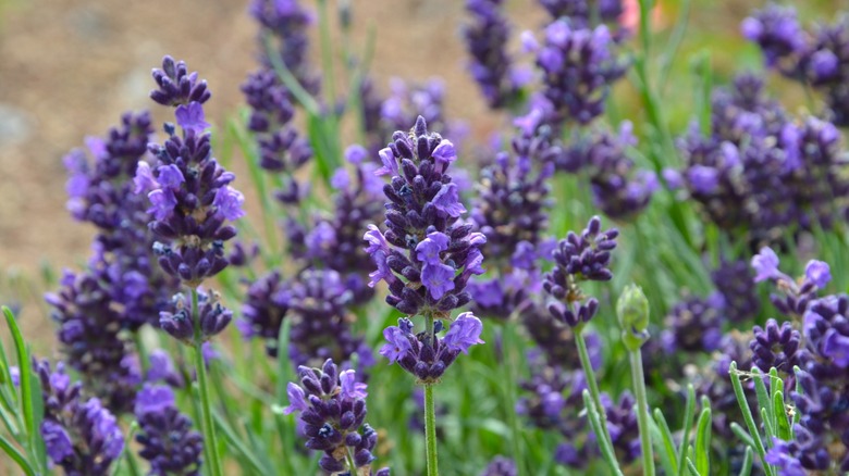 Closeup of lavender flowers in a field