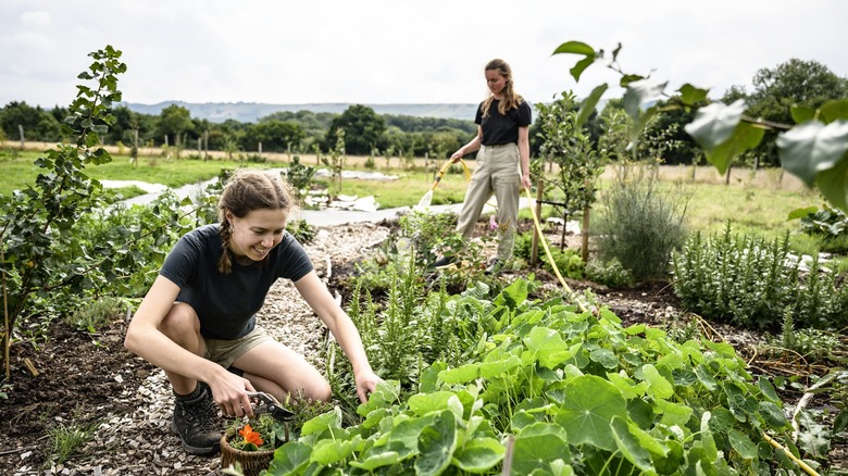Two women tending and watering their herb garden