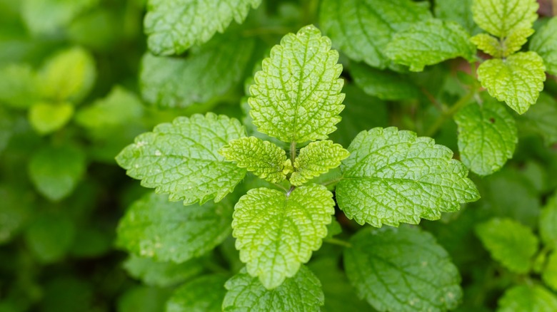 Closeup of lemnon balm leaves growing in a garden
