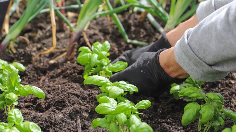 Gardener planting basil starts in the garden
