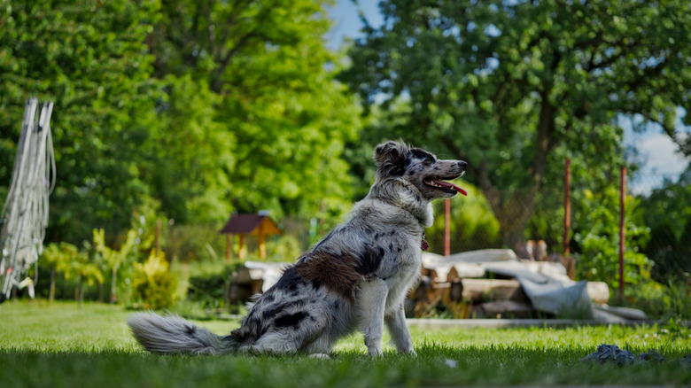 A border collie sits on a green lawn, patio furniture in the background
