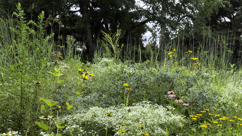 A lush garden filled with native plants and flowers