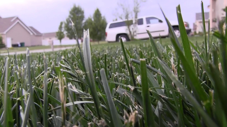 Closeup of grass blades that are shredded.