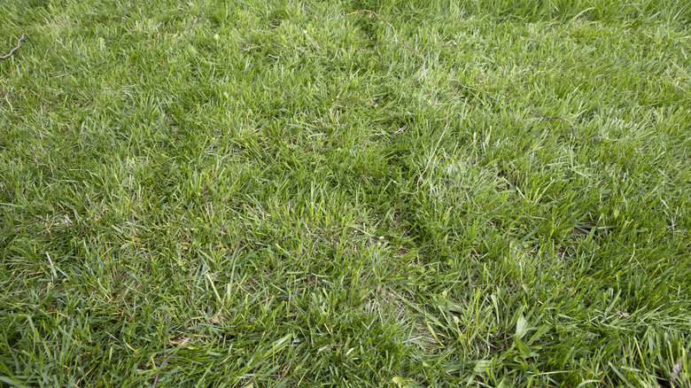 Long streaks of grass after mowing.